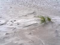 Vom Wind geformte eigenartige Muster am Strand - Dueodde Dünen